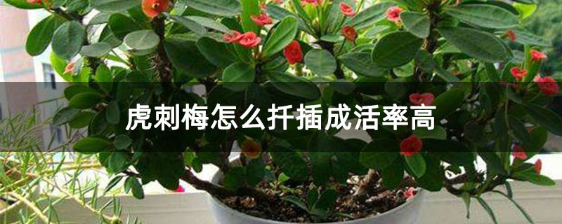 虎刺梅怎么扦插成活率高 虎刺梅怎么扦插成活率高