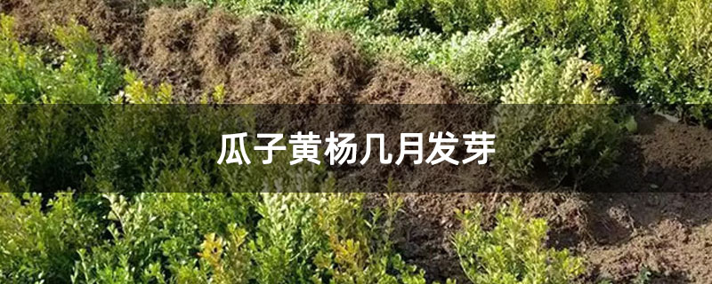 瓜子黄杨几月发芽 瓜子黄杨几月发芽