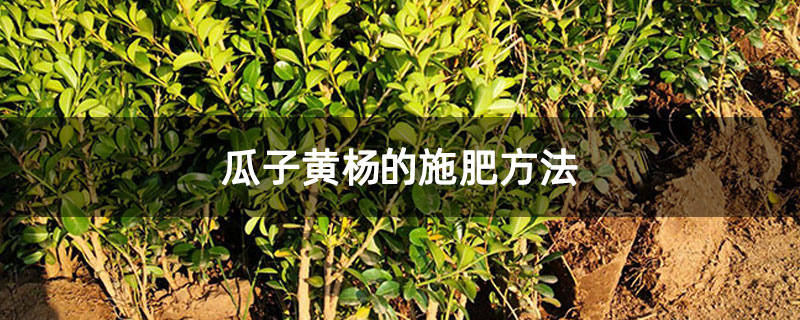 瓜子黄杨的施肥方法 瓜子黄杨的施肥方法