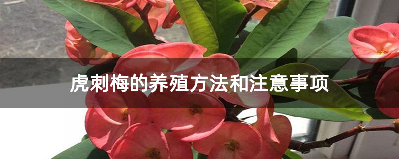 虎刺梅的养殖方法和注意事项