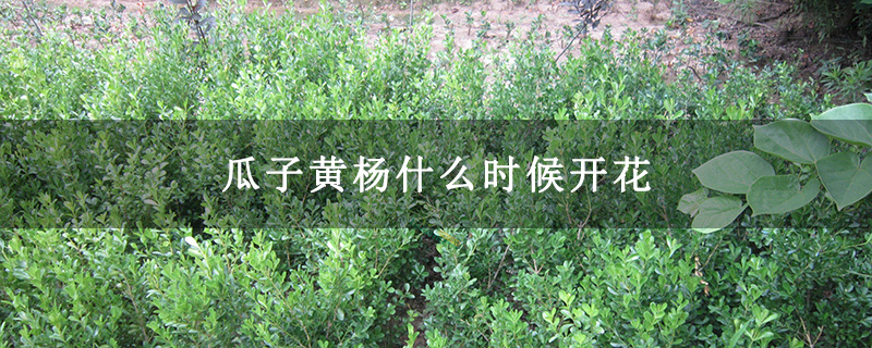 瓜子黄杨什么时候开花