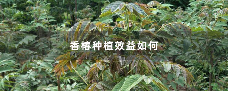 香椿种植效益如何