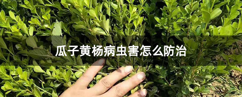 瓜子黄杨病虫害怎么防治 瓜子黄杨病虫害怎么防治