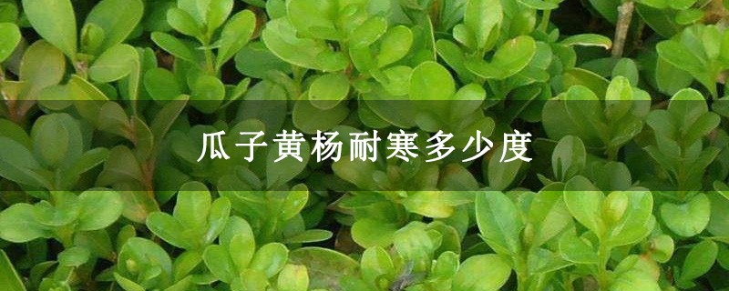 瓜子黄杨耐寒多少度