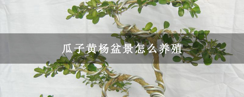 瓜子黄杨盆景怎么养殖