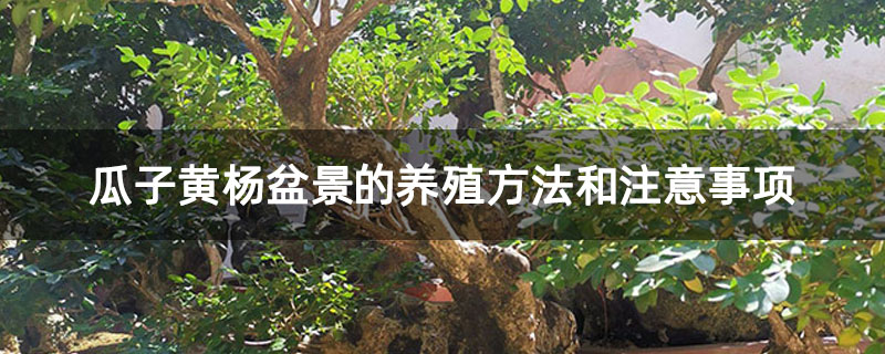 瓜子黄杨盆景的养殖方法和注意事项