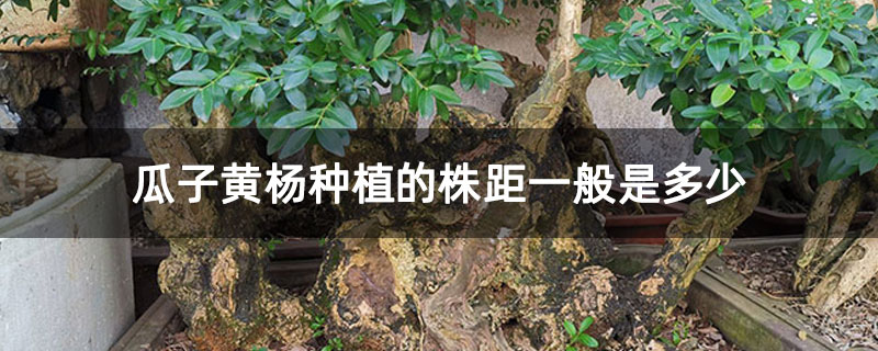 瓜子黄杨种植的株距一般是多少