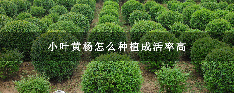 小叶黄杨怎么种植成活率高