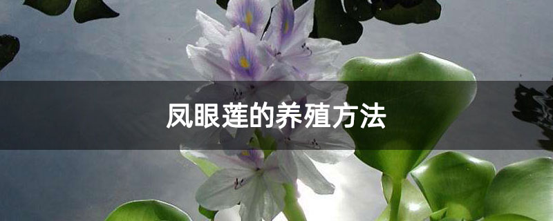 凤眼莲的养殖方法