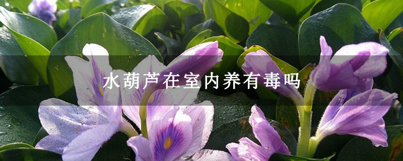 水葫芦在室内养有毒吗