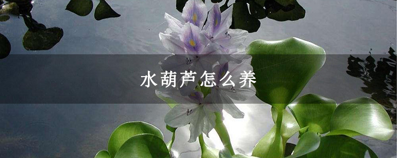 水葫芦怎么养
