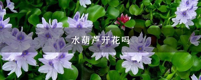 水葫芦开花吗