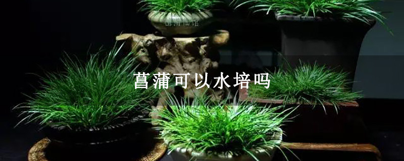 菖蒲可以水培吗