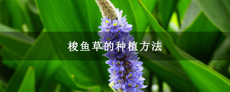 梭鱼草的种植方法