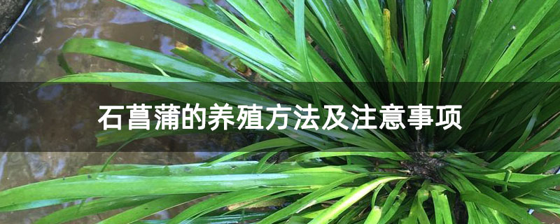 石菖蒲的养殖方法及注意事项