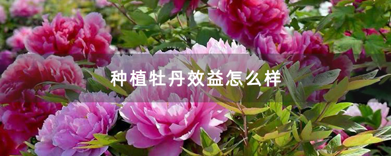种植牡丹效益怎么样