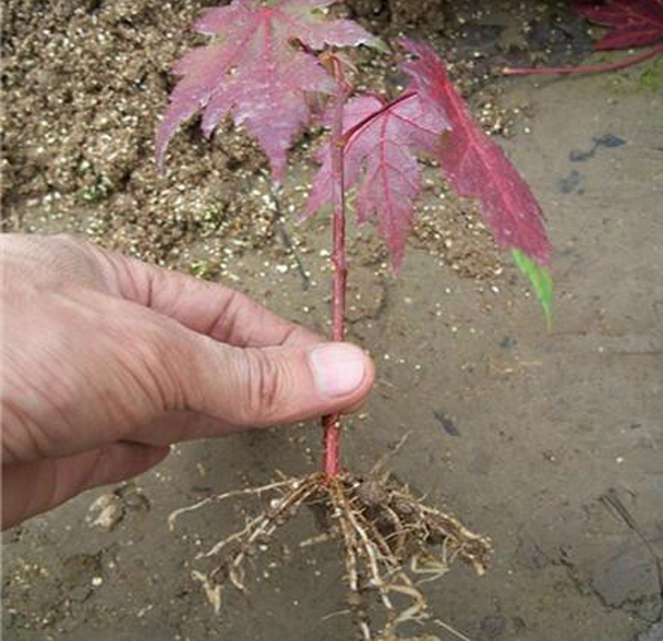 红枫小苗价格多少钱一棵？哪里有红枫树苗批发商？