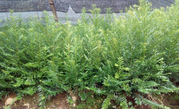 红豆杉小苗价格多少钱一棵？红豆杉的功效与作用介绍