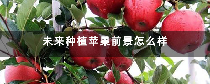 未来种植苹果前景怎么样 未来种植苹果前景怎么样