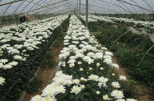 菊花小苗价格多少钱一棵？菊花茶的功效与作用
