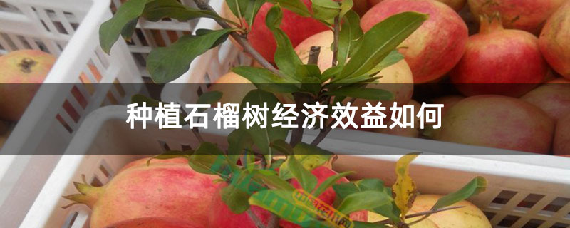 种植石榴树经济效益如何
