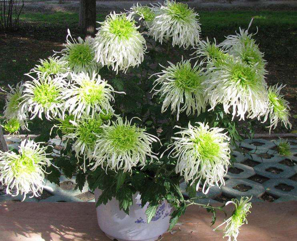 菊花