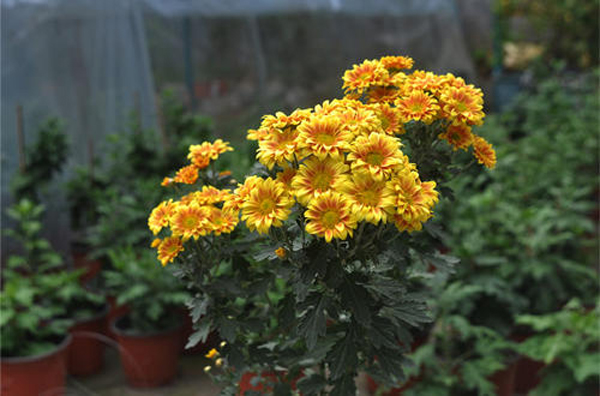 菊花