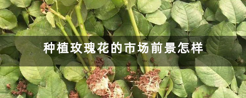 种植玫瑰花的市场前景怎样