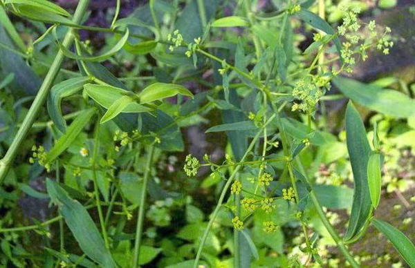 柴胡小苗价格多少钱一棵？柴胡的栽培种植技术介绍