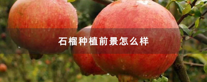 石榴种植前景怎么样