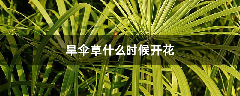 旱伞草什么时候开花