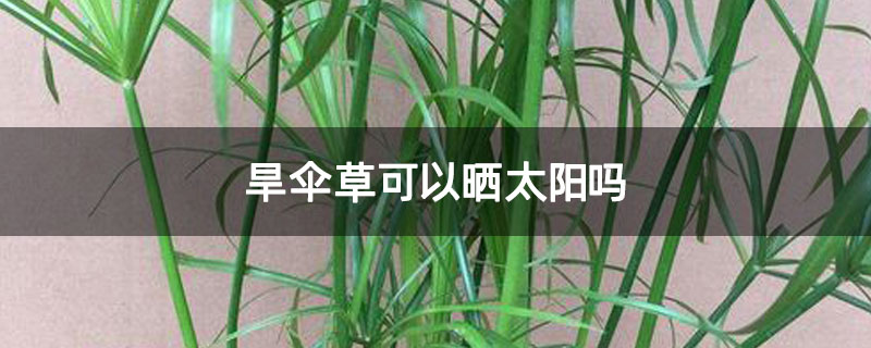 旱伞草可以晒太阳吗