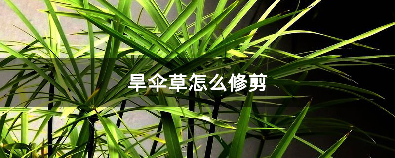 旱伞草怎么修剪