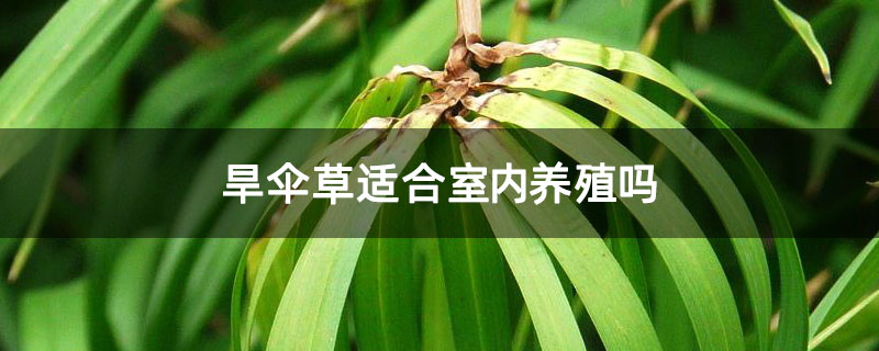 旱伞草适合室内养殖吗 旱伞草适合室内养殖吗