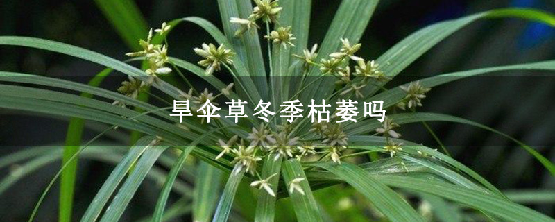 旱伞草冬季枯萎吗
