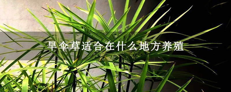 旱伞草适合在什么地方养殖