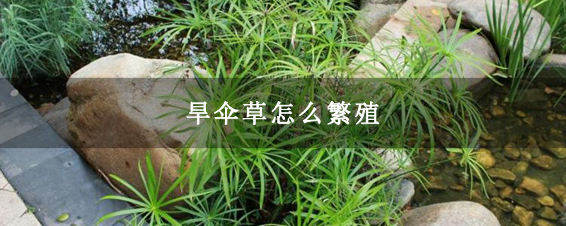 旱伞草怎么繁殖