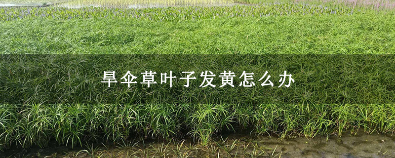 旱伞草叶子发黄怎么办