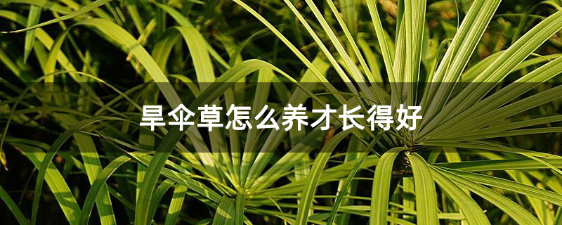 旱伞草怎么养才长得好