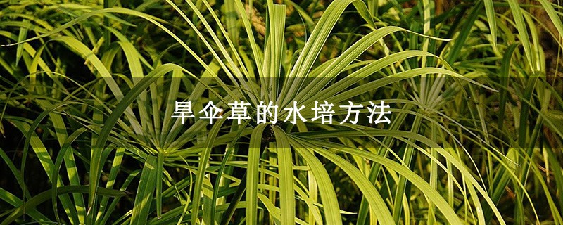 旱伞草的水培方法