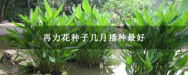 再力花种子几月播种最好