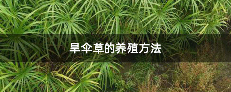 旱伞草的养殖方法