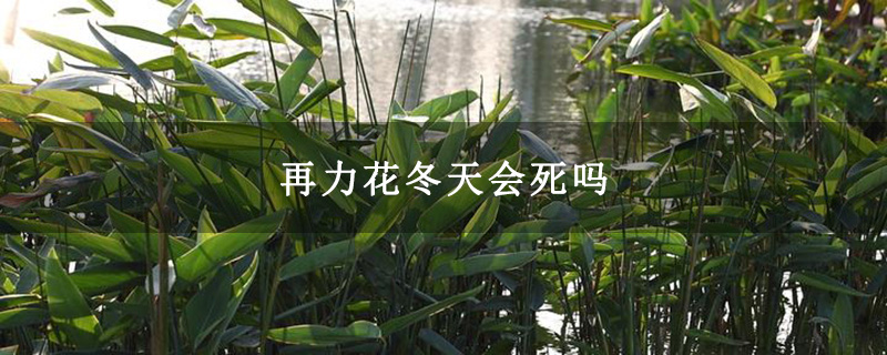 再力花冬天会死吗