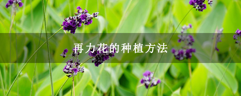 再力花的种植方法