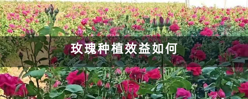 玫瑰种植效益如何 玫瑰种植效益如何