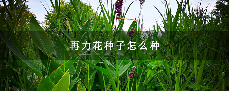 再力花种子怎么种