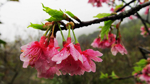 山樱花