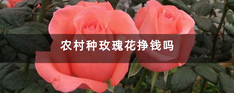 农村种玫瑰花挣钱吗