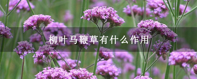 柳叶马鞭草有什么作用