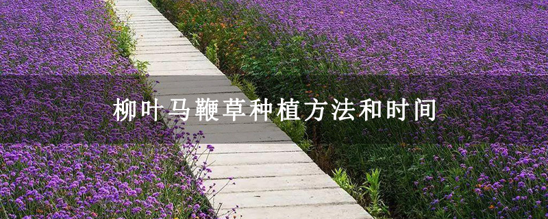 柳叶马鞭草种植方法和时间